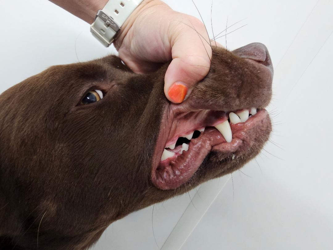 Large Split Antler Dog Chew