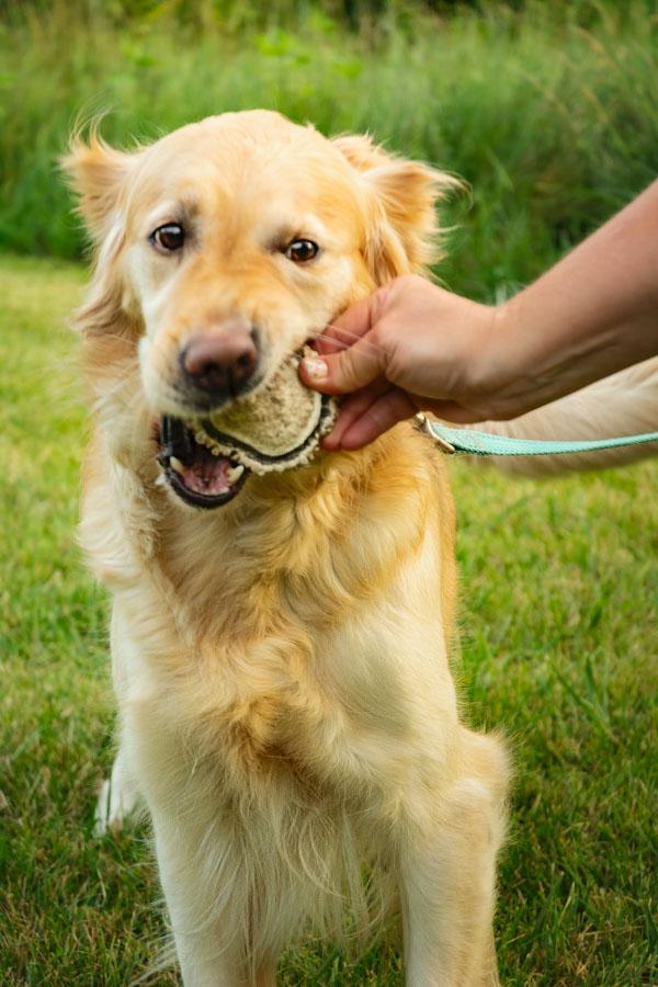 Elk Burrs for Powerful Chewers - K9 Comfort Downtown 