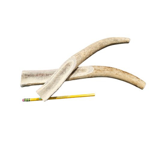 XL Partial Split Antler Dog Chew