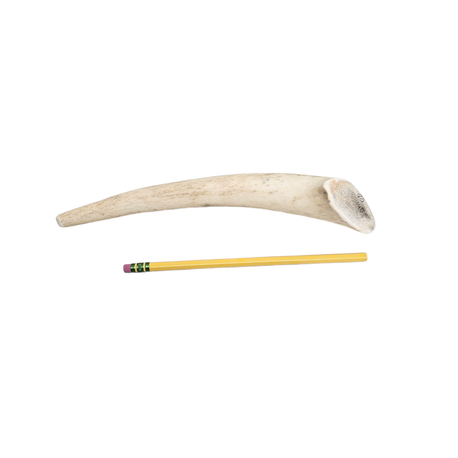 Medium Whole Antler Dog Chew