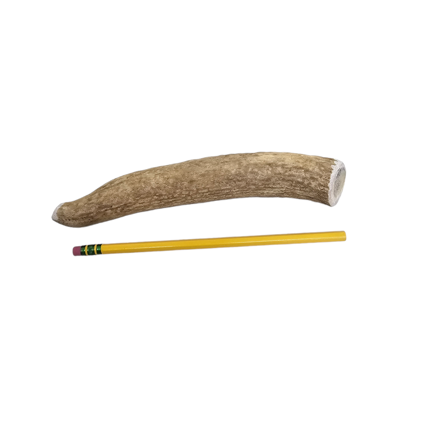 Medium Whole Antler Dog Chew