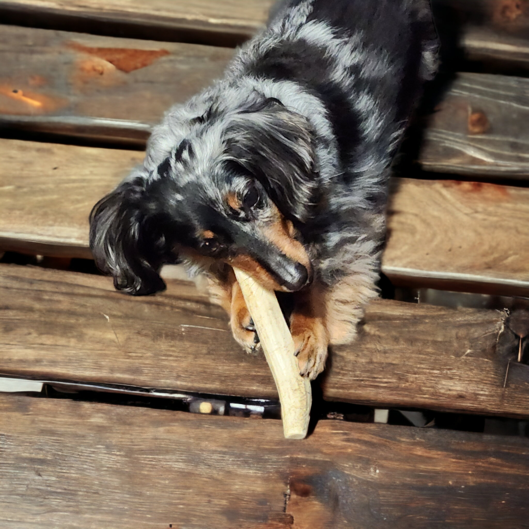 XS Split Antler Dog Chew