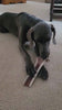 4XL Partial Split Antler Dog Chew